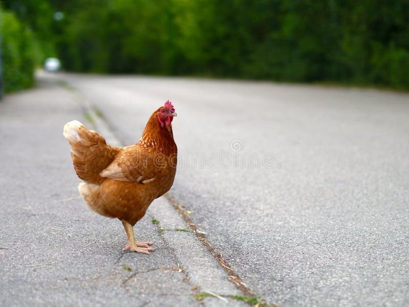 La vera storia di Chicken Road: il gioco da casinò che sta conquistando l'Italia